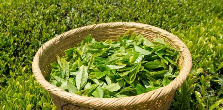 japanese-green-tea-made-in-japan2-2